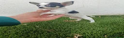 Chihuahua perros en venta: Expectacular Machito de Chihuahua Tricolor - Anuncio 1
