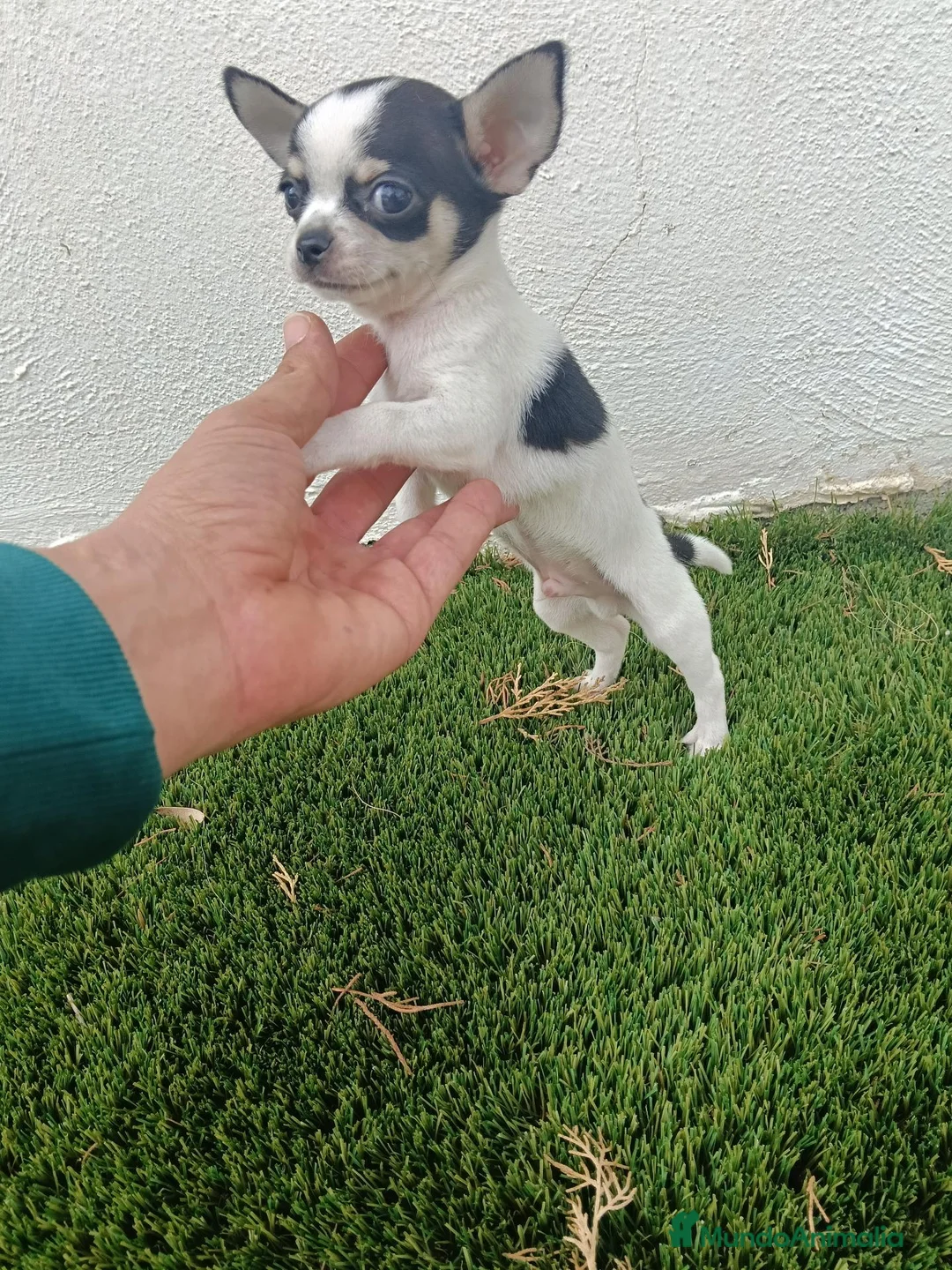 Chihuahua perros en venta: Expectacular Machito de Chihuahua Tricolor - Anuncio 1