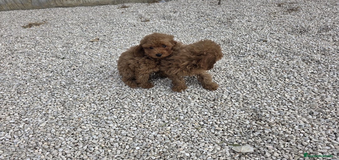 Imagen de galería {{count}}