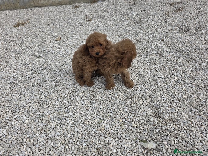 Imagen de galería {{count}}