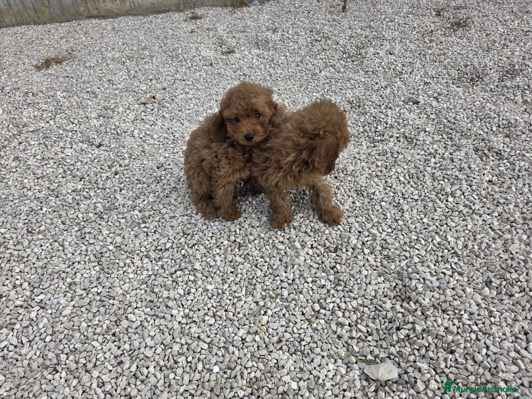 Imagen de galería {{count}}