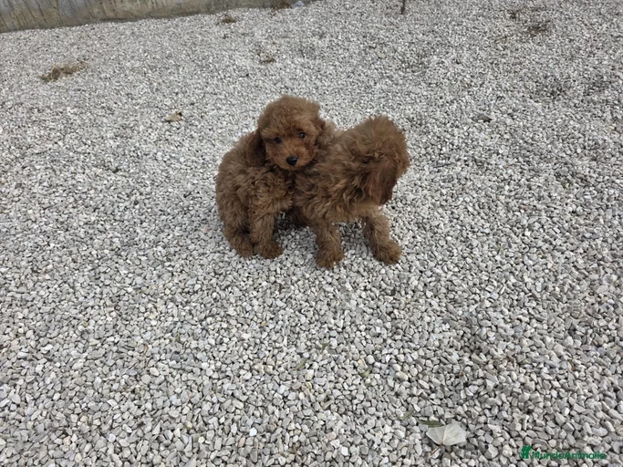 Imagen de galería {{count}}