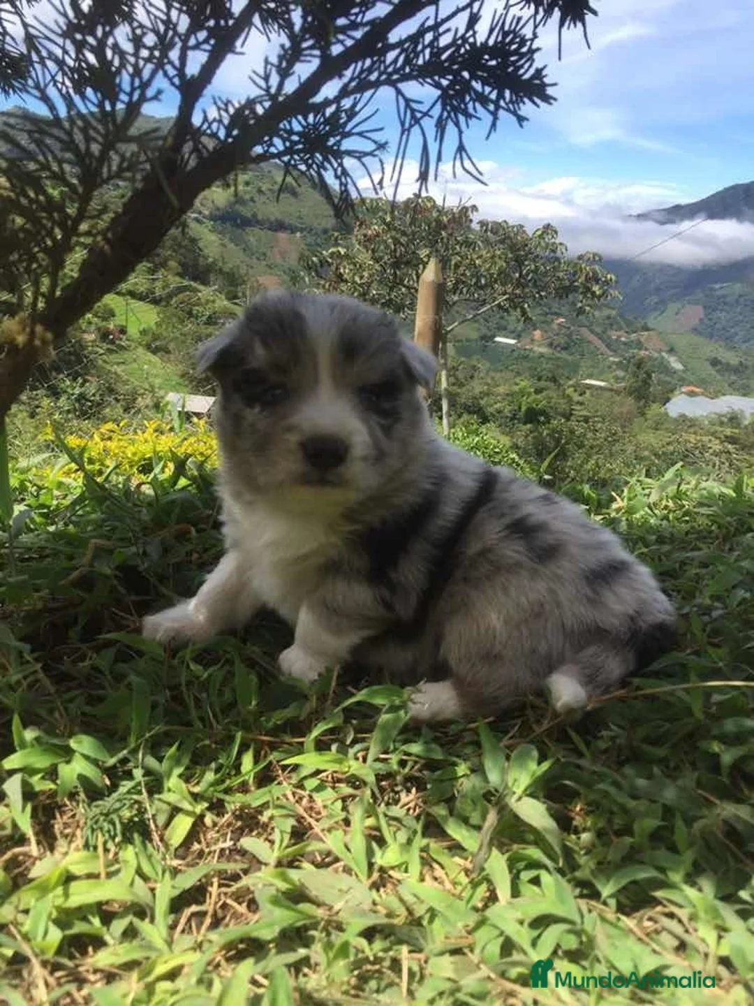 Border Collie perros en venta: Border collie preciosos  - Anuncio 4