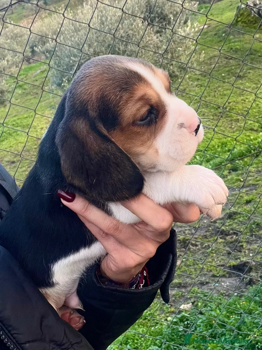 Beagle perros en venta: Beagle cachorros  - Anuncio 8