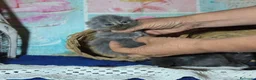 Persa gatos en venta: Gatos persas - Anuncio 2