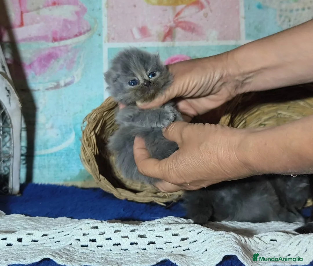 Persa gatos en venta: Gatos persas - Anuncio 2