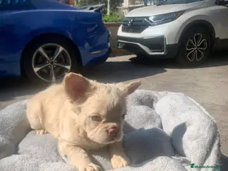 Bulldog Francés perros en venta: bulldog francés fluffy - Anuncio 3