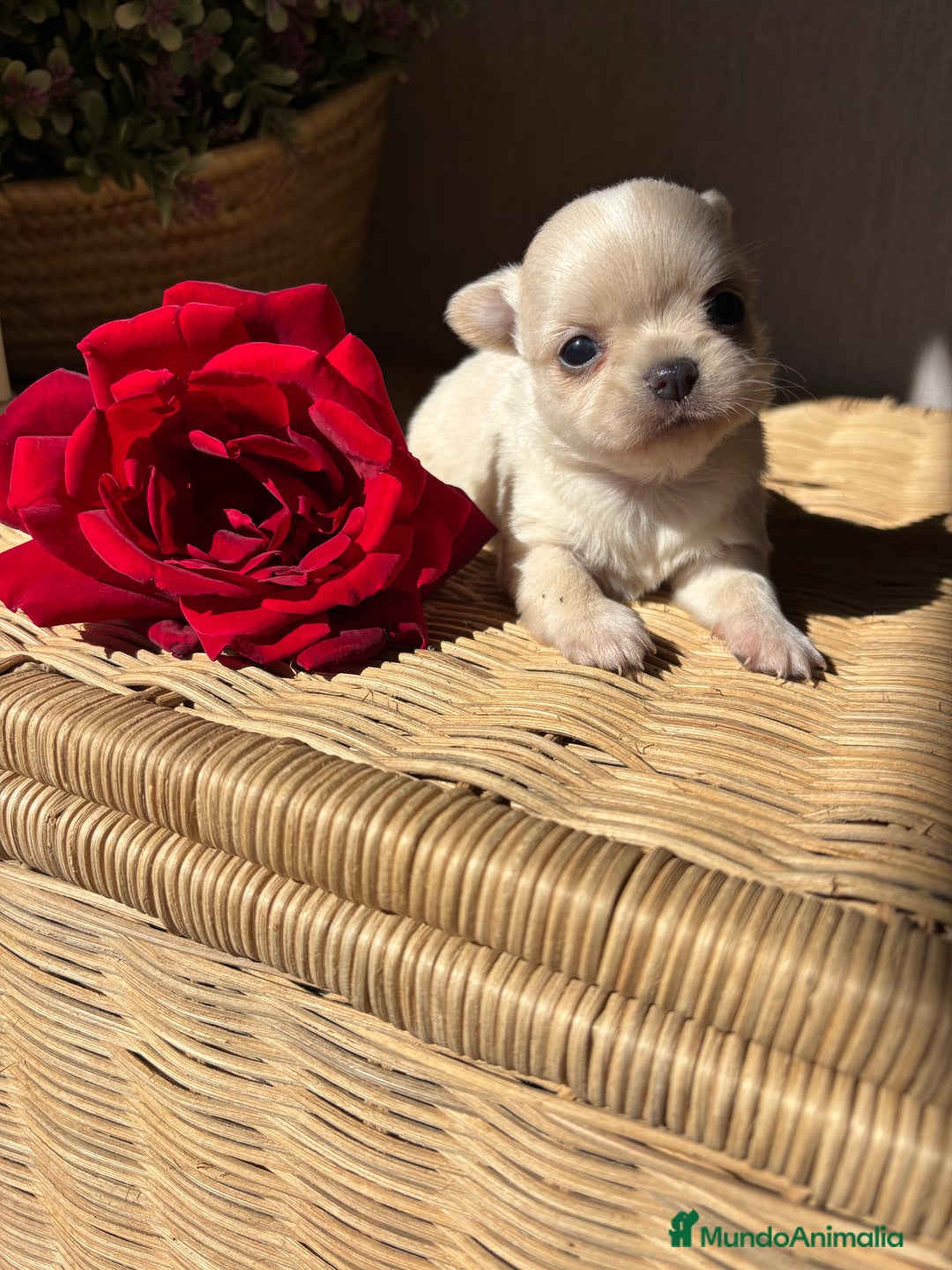 Chihuahua perros en venta: Chihuahua toy macho para diciembre !! - Imagen 5