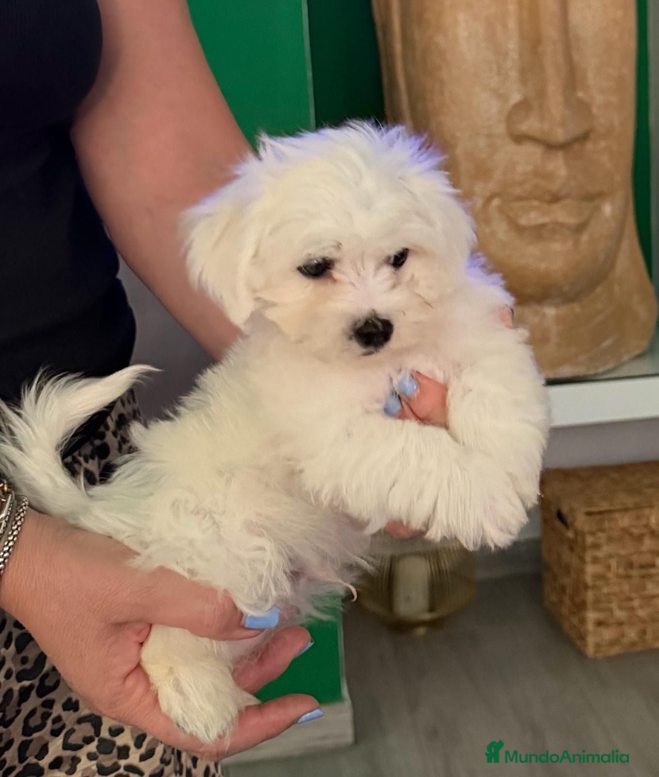 Bichón Maltés perros Bichon maltes  - Anuncio 24