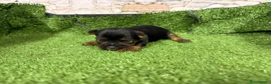 Yorkshire Terrier Cachorro 2