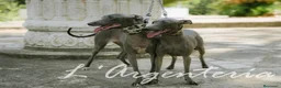 Pequeño Lebrel Italiano perros en venta: Camada Leberel Italiano - Anuncio 4