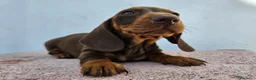 Teckel perros en venta: Teckel kanichen precio real - Anuncio 3