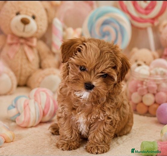 Maltipoo perros MALTIPOO MINIATURA ASIÁTICO  - Anuncio 27