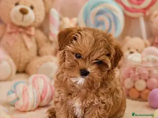 Maltipoo perros MALTIPOO MINIATURA ASIÁTICO - Anuncio 27