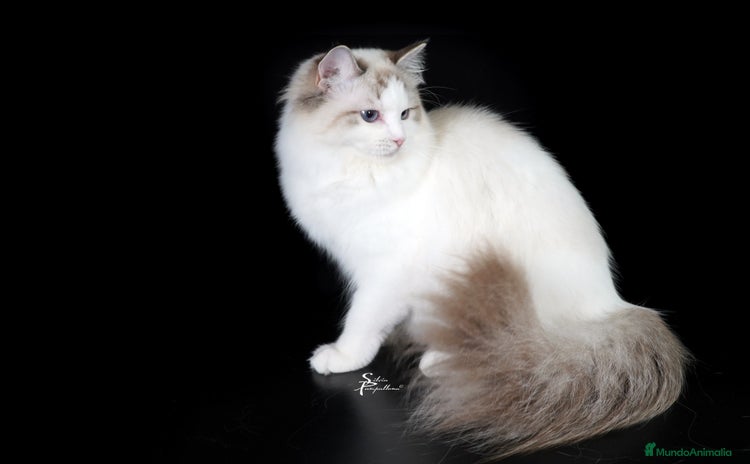 Ragdoll gatos - Anuncio 1