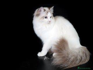 Ragdoll gatos - Anuncio 1