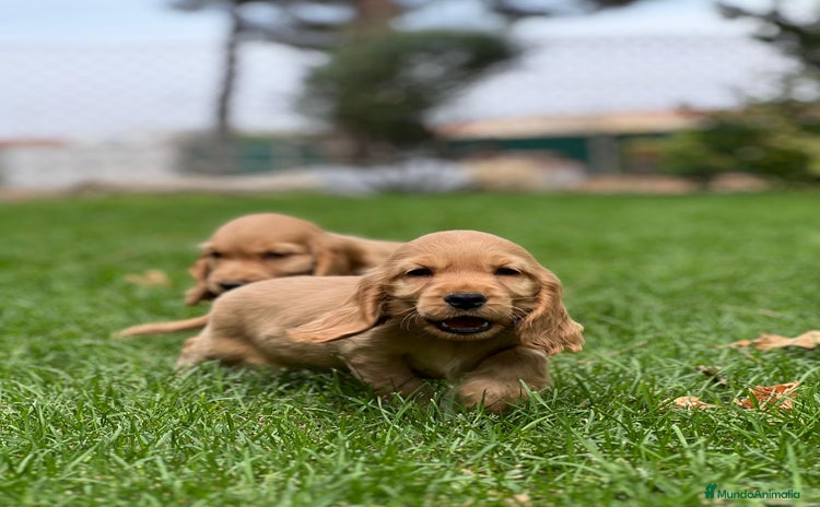 Cocker Spaniel Inglés perros - Anuncio 1