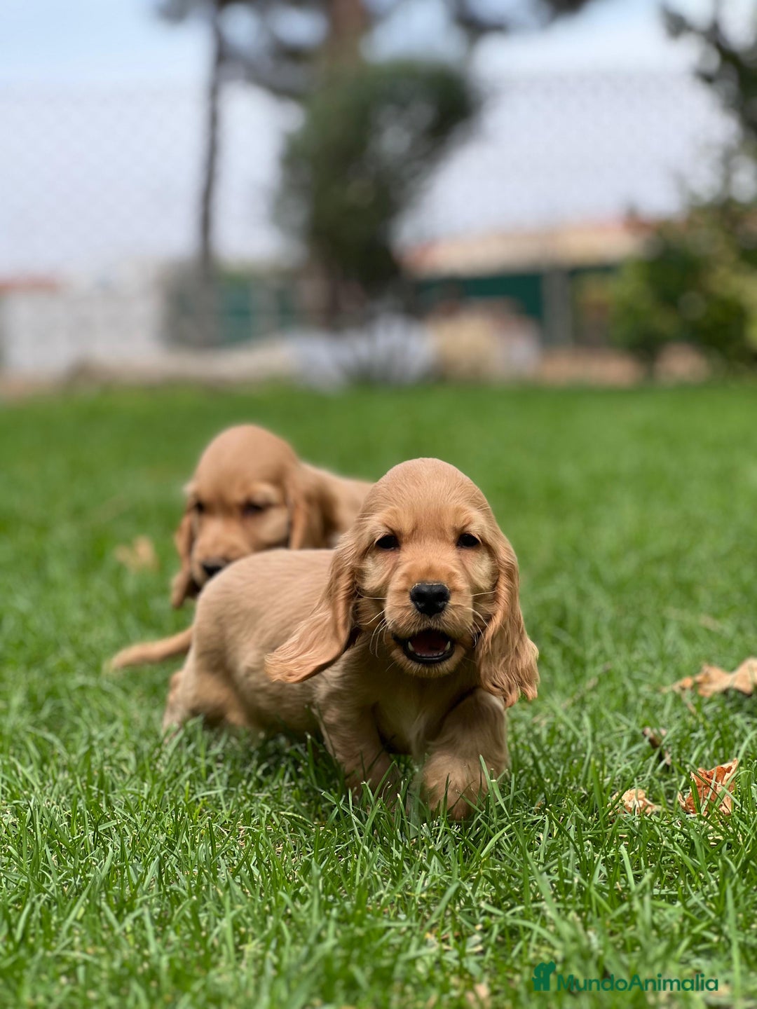 Cocker Spaniel Inglés perros en venta: Cocker hembra - Imagen 1