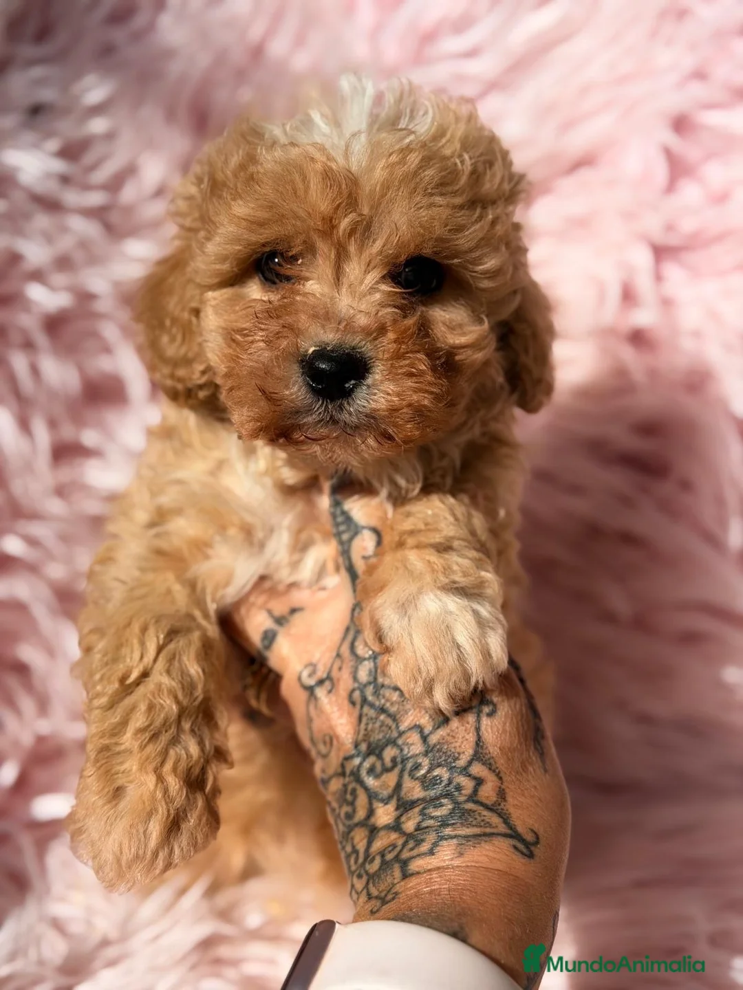 Maltipoo perros en venta: Maltipoo hembrita - Anuncio 1
