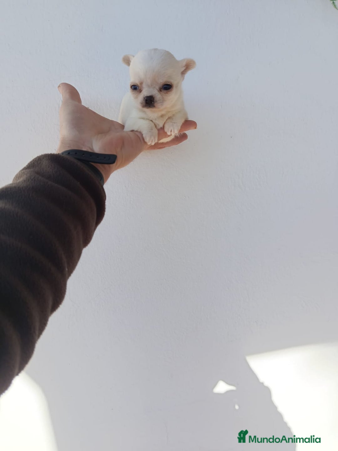 Chihuahua perros en venta: IMPRESIONANTE  CHIHUAHUA   LINEA  TOY   - Anuncio 29