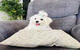 Bichón Maltés perros en venta: Cachorrito de bichon maltés macho - Imagen 5