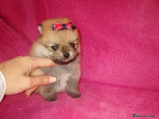 Pomerania perros Pomerania de Lulú en Badajoz - Anuncio 35