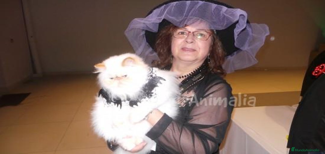 Imagen de galería {{count}}