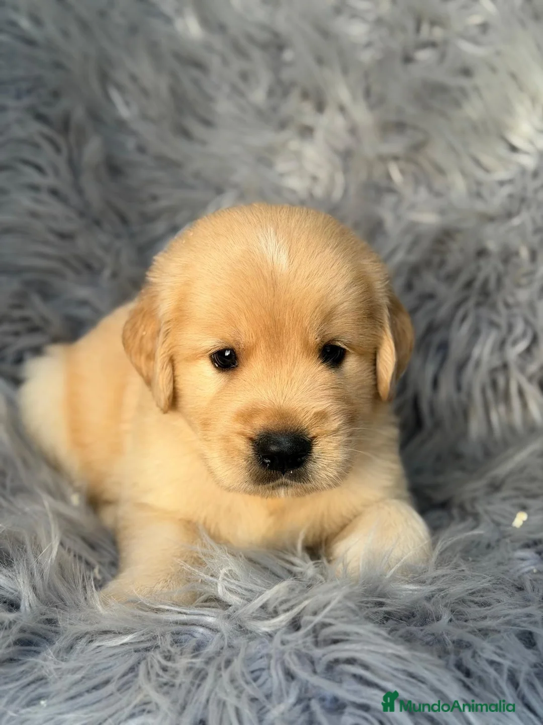 Golden Retriever perros en venta: GOLDEN RETRIEVER DORADO - Anuncio 2