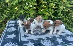 Jack Russell Terrier perros en venta: Jack Russell 500€ precio real - Imagen 1