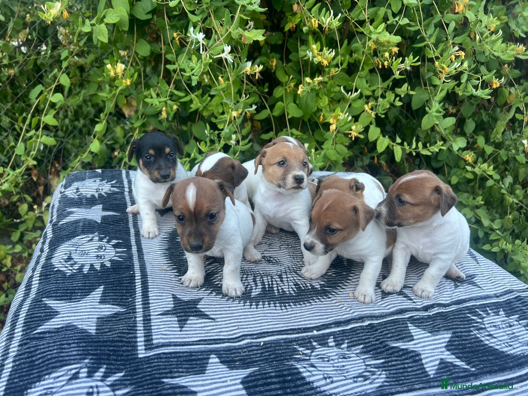 Jack Russell Terrier perros en venta: Jack Russell 500€ precio real - Imagen 1