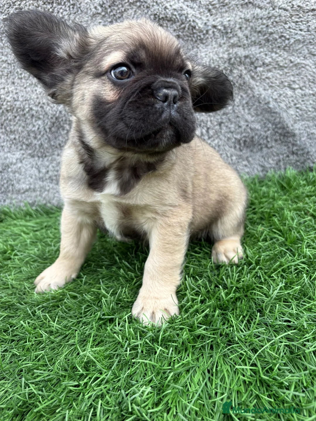 Bulldog Francés perros en venta: Bulldog Frances macho fluffy Fawn - Anuncio 5