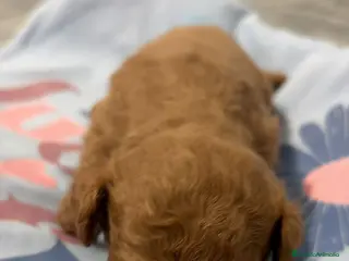 Caniche Toy perros Caniche Toy rojo — Cachorros disponibles ✨ - Anuncio 1