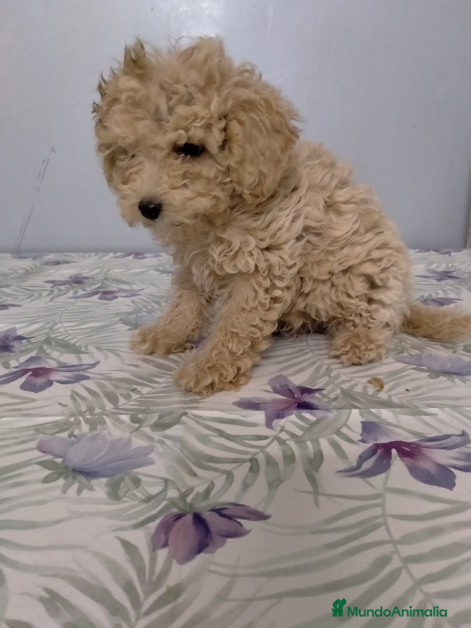 Caniche Enano perros Caniche mini - Anuncio 1