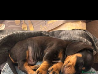 Teckel perros Teckel en Badajoz - Anuncio 2