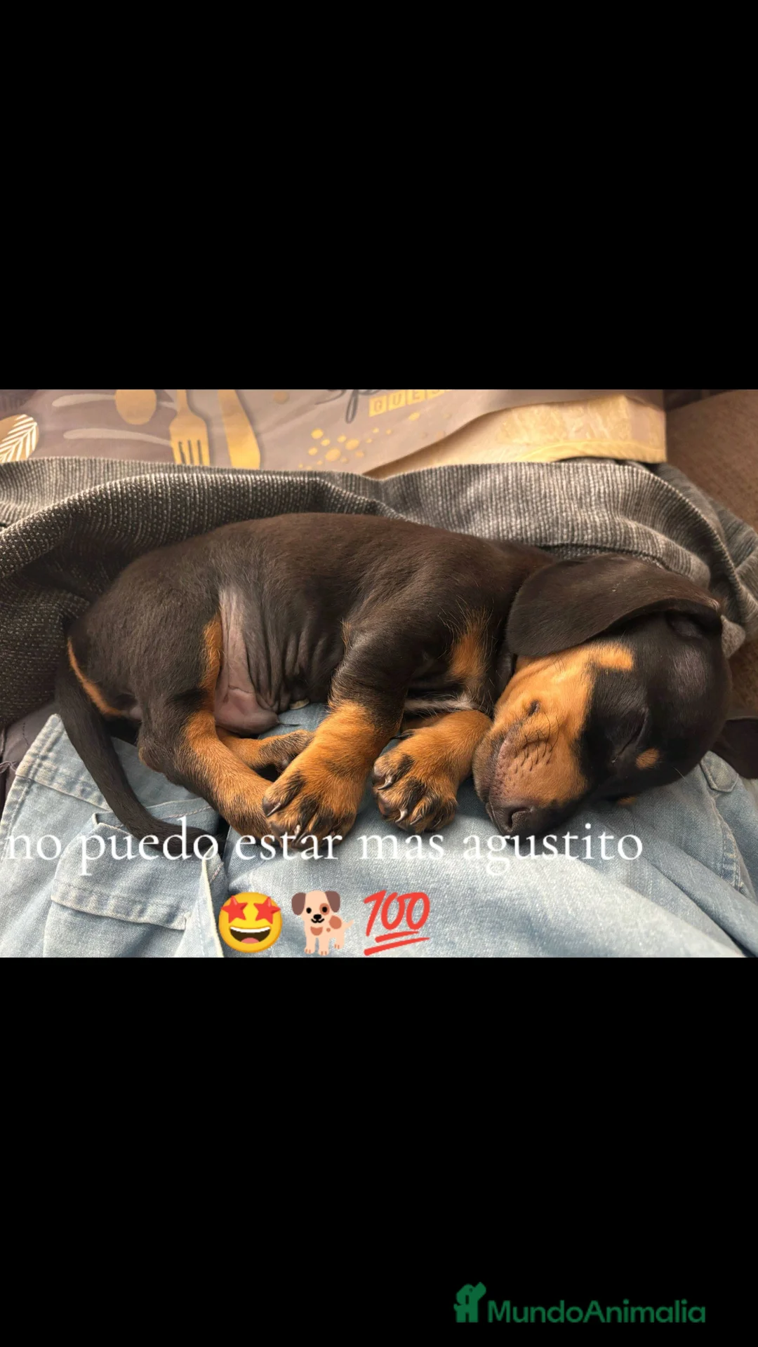 Teckel perros en venta: Teckel en Badajoz - Anuncio 1