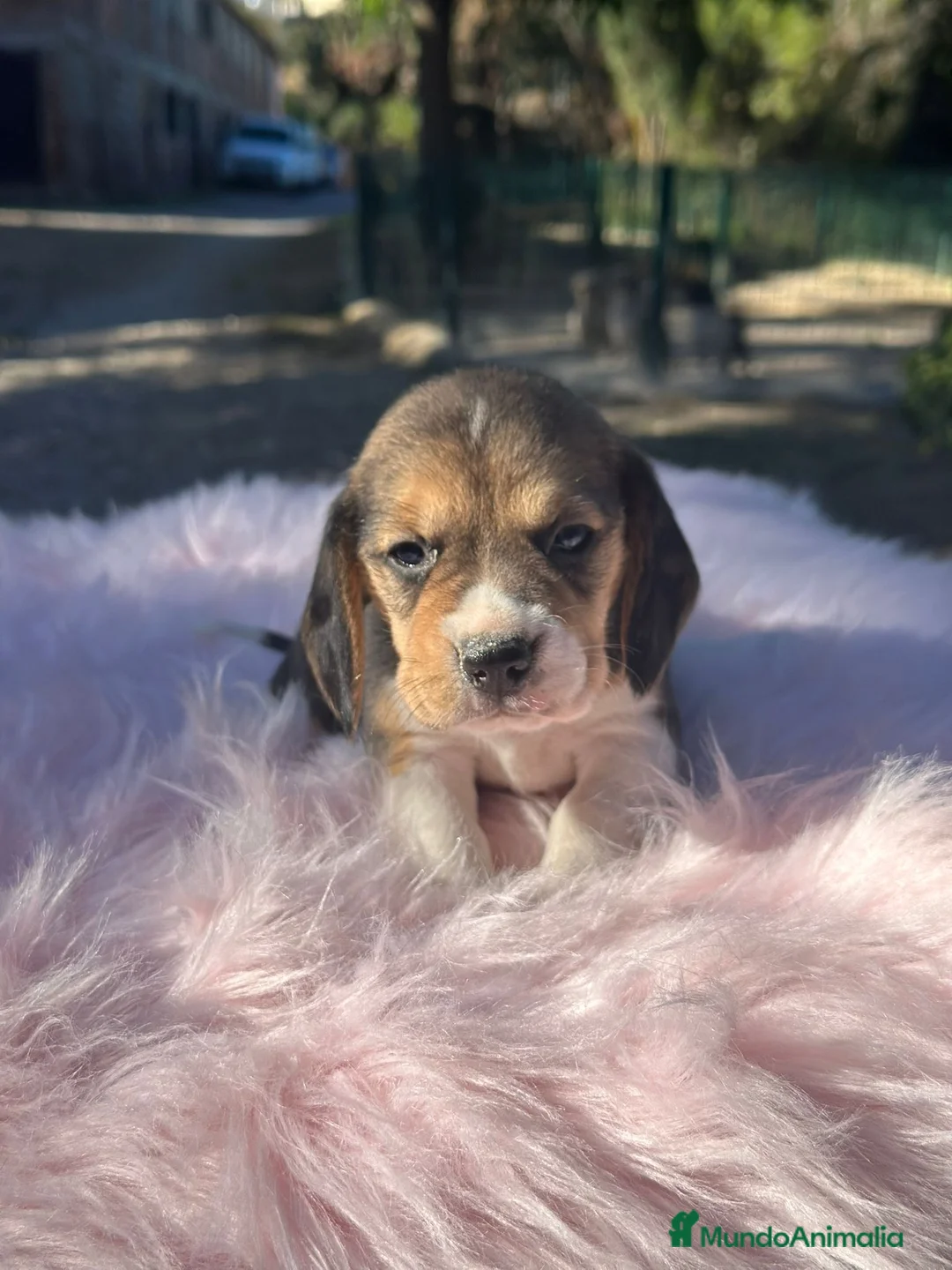Beagle perros en venta: Beagle tricolor camada - Anuncio 9