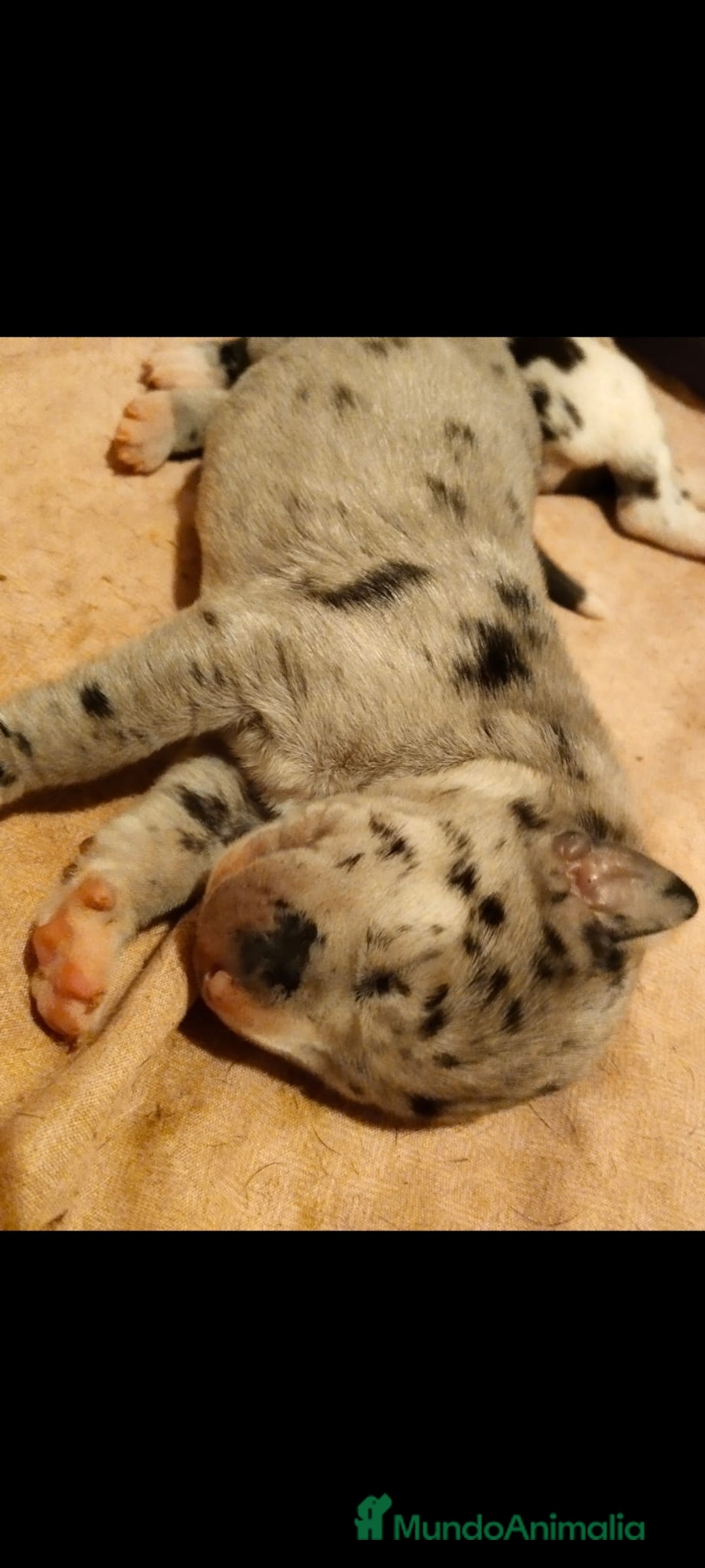 Dogo Alemán perros en venta: Preciosa camada de dogo alemán  - Imagen 5