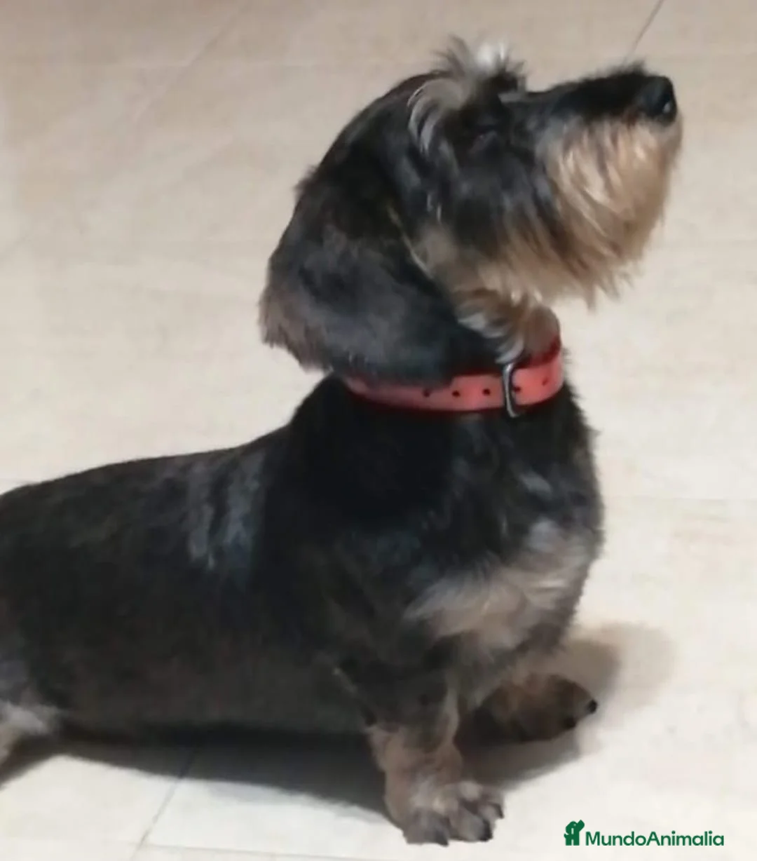 Teckel perros en venta: Tekel pelo duro Macho de Exposición  - Anuncio 2