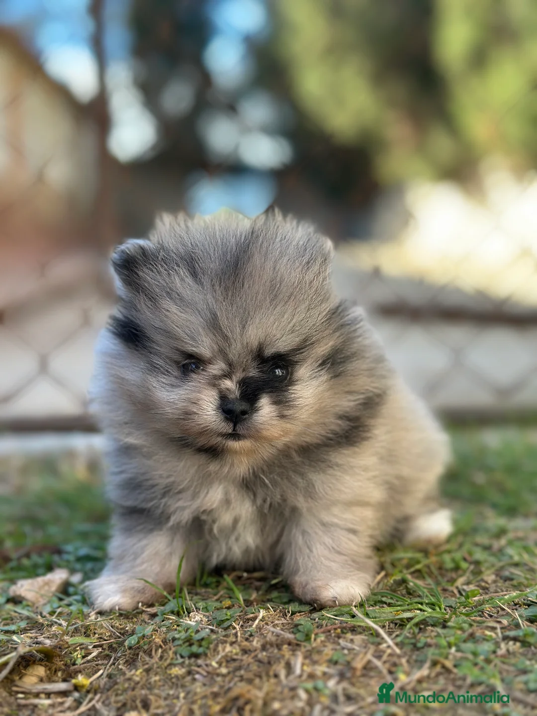 Pomerania perros en venta: IMPRESIONANTE POMERANIAN TOY MERLE - Anuncio 6