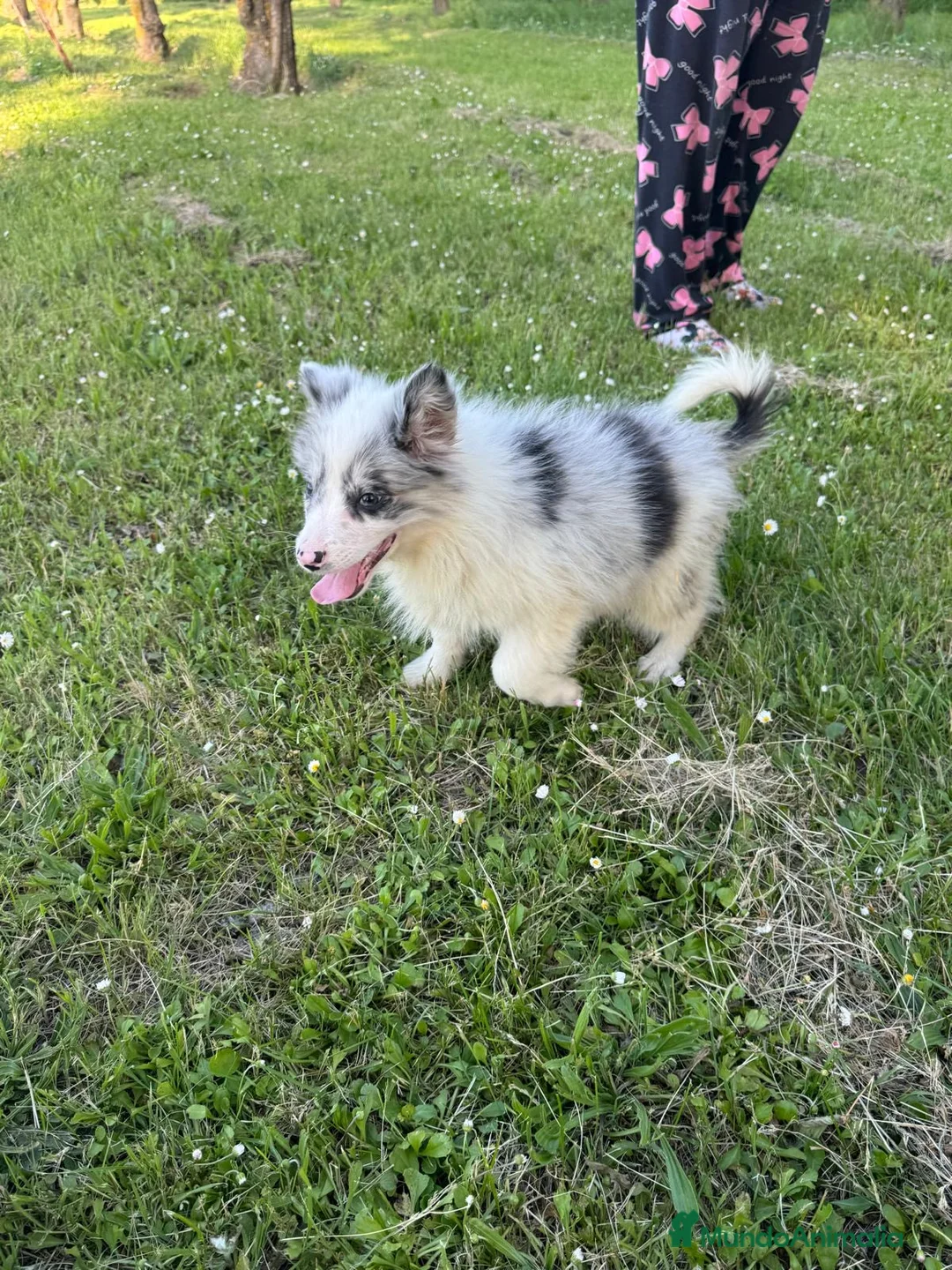 Border Collie perros en venta: Border collie  en La Rioja - Anuncio 1