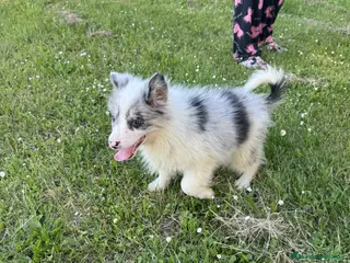 Border Collie perros Border collie en La Rioja - Anuncio 3