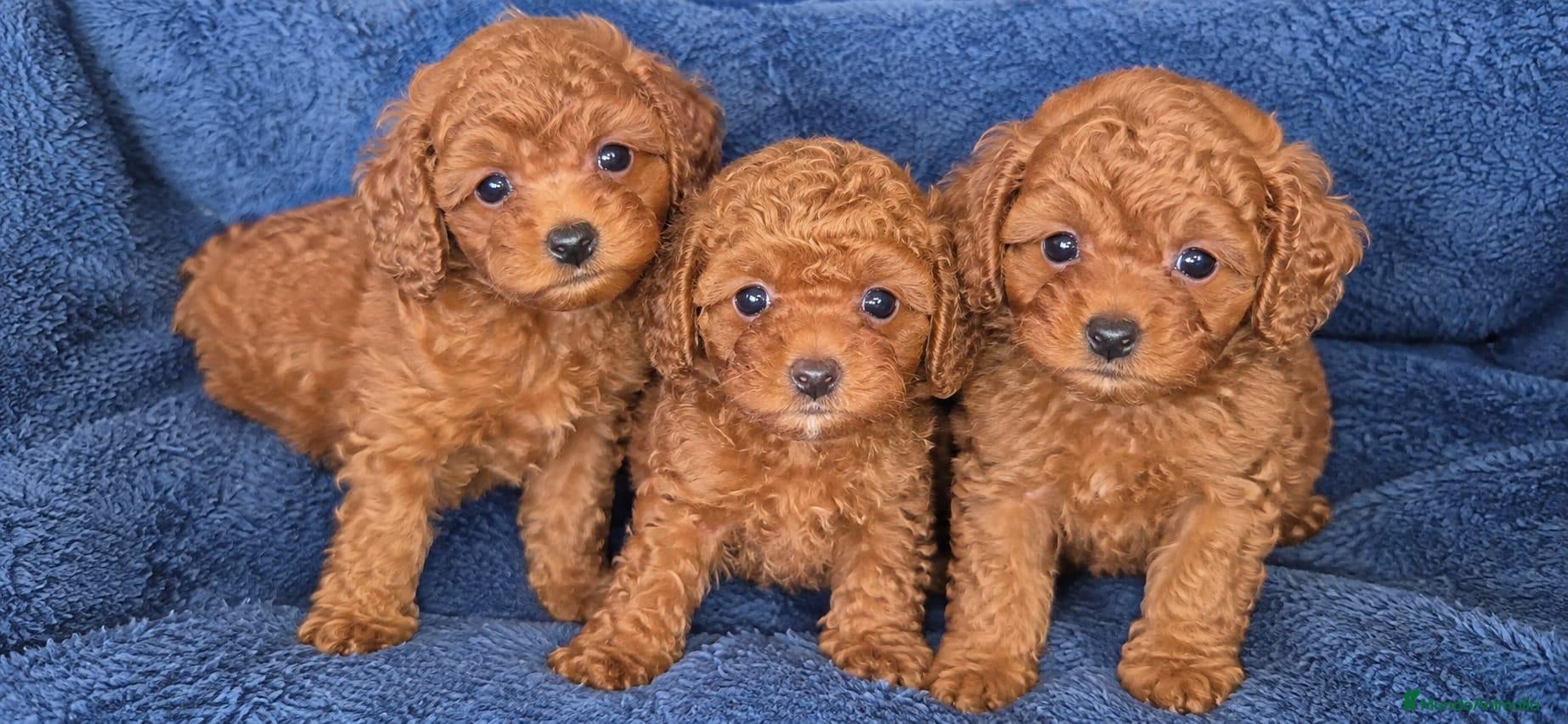 Caniche Toy perros Caniches toy asiaticos Benidorm  - Anuncio 24