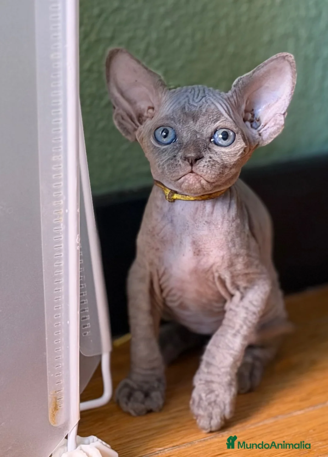 Sphynx gatos en venta: Sphynx pedigree - Anuncio 2