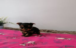 Yorkshire Terrier perros en venta: Yorkshire terrier  - Imagen 1