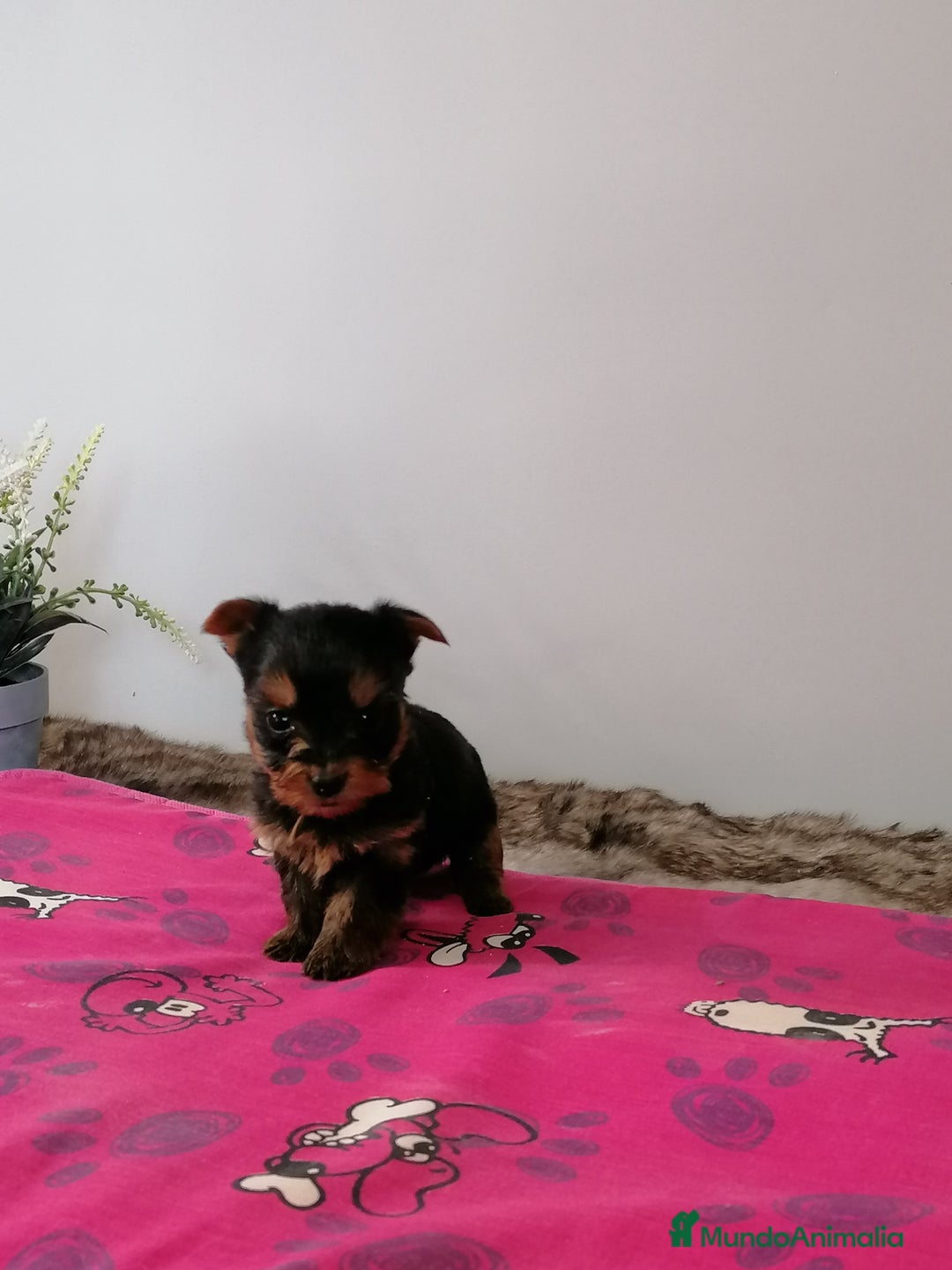 Yorkshire Terrier perros en venta: Yorkshire terrier  - Imagen 1