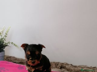 Yorkshire Terrier perros - Anuncio 1