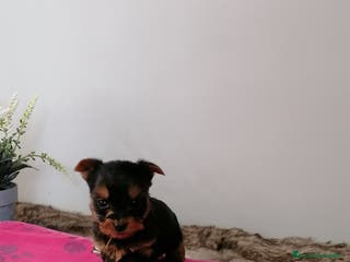 Yorkshire Terrier perros Yorkshire terrier - Anuncio 38