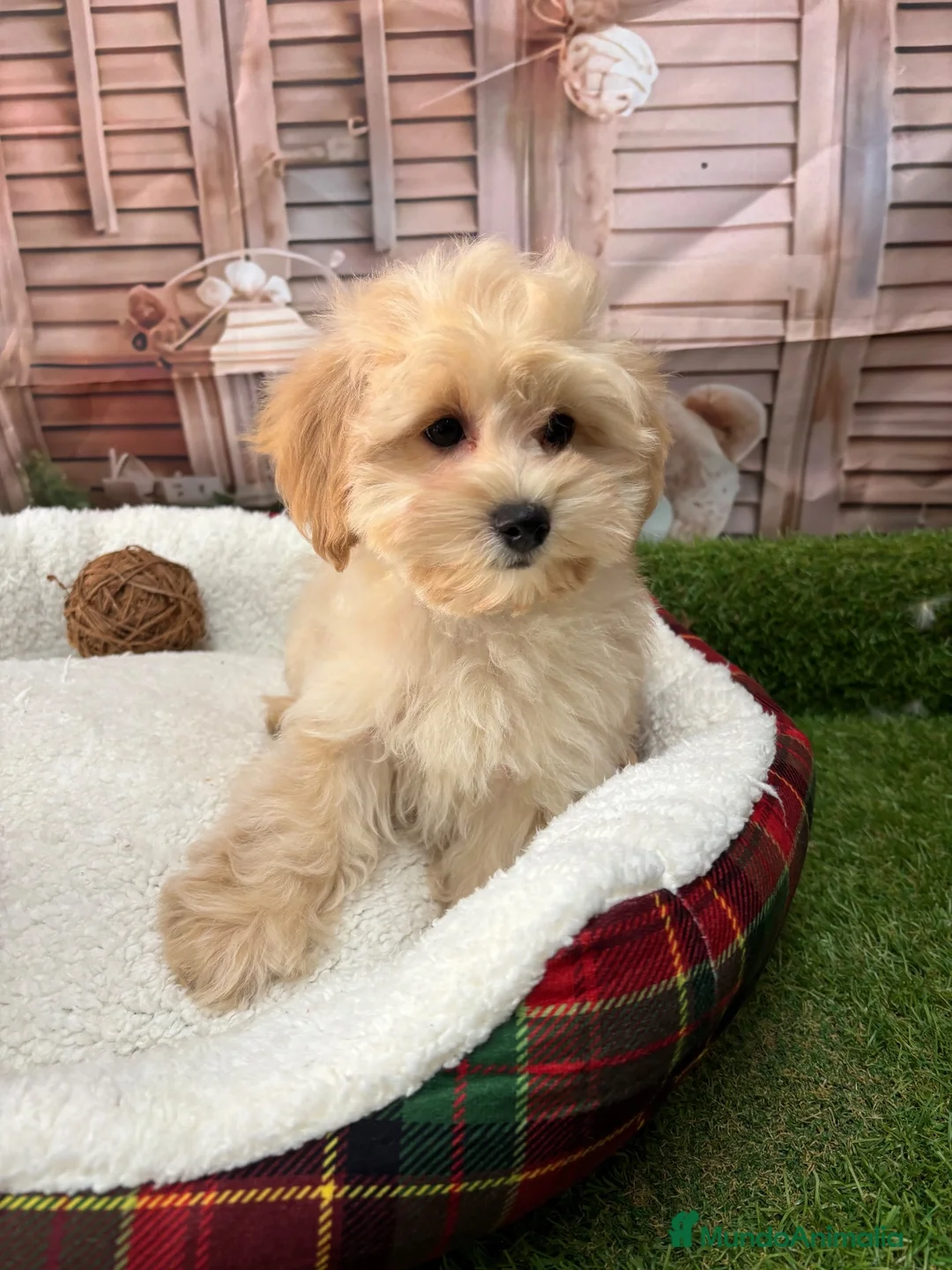 Maltipoo perros en venta: Maltipoo listo para entregar fotos reales !! - Anuncio 2