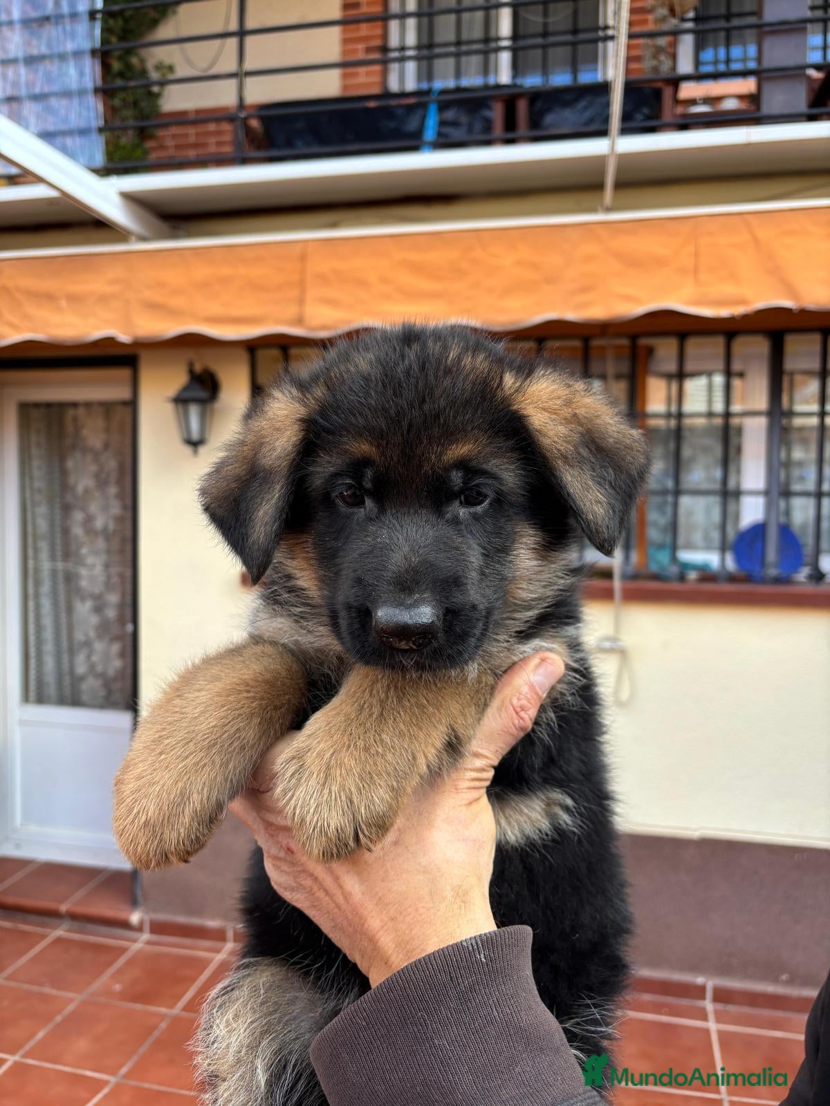 Pastor Alemán perros PASTOR ALEMAN MANTO NEGRO - Anuncio 2