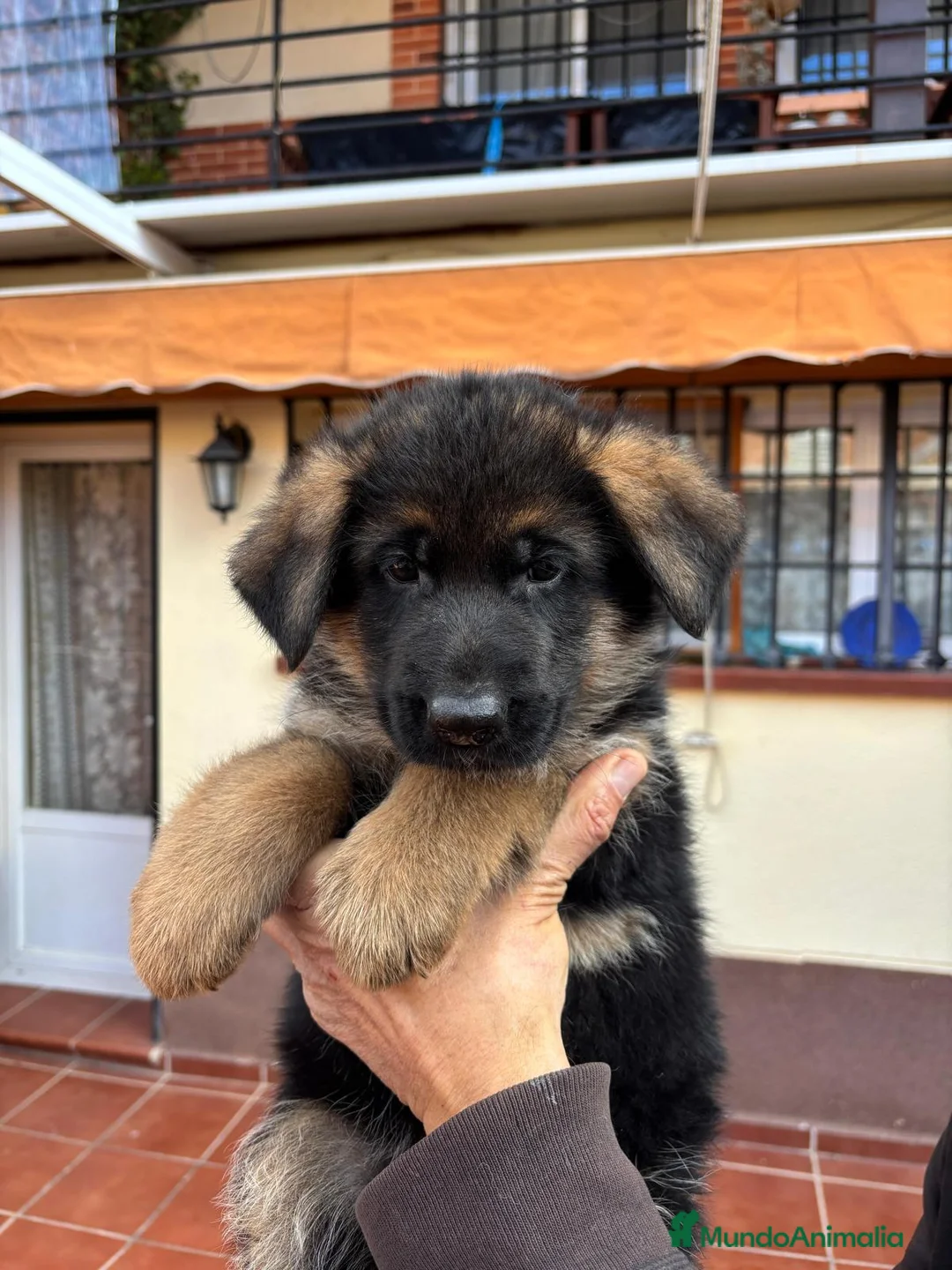 Pastor Alemán perros en venta: PASTOR ALEMAN MANTO NEGRO - Anuncio 2